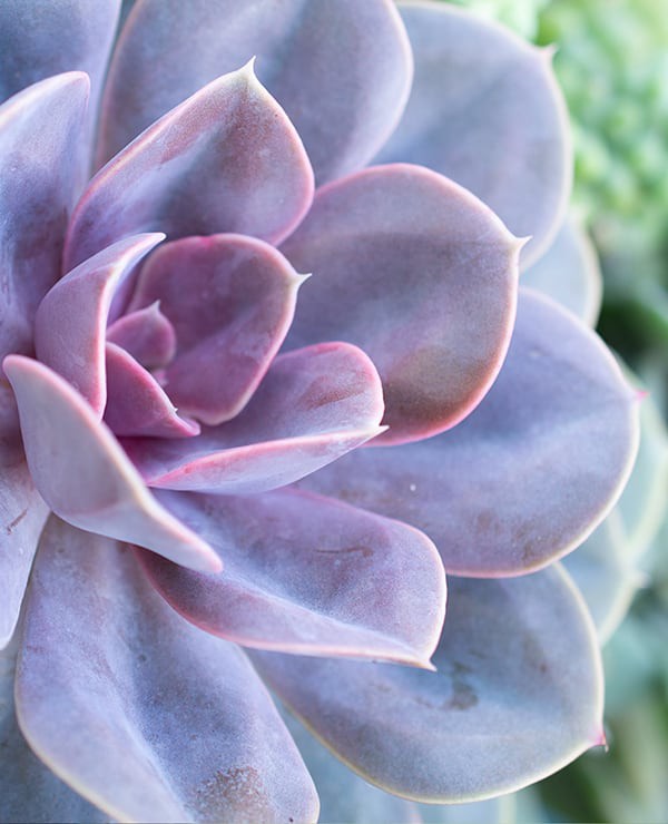 Fht Dft Hydroponics gróðursetningarkerfi fyrir laufgrænmeti