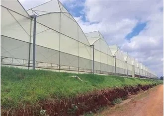 Greenhouse With Film Covering Sawtooth Roof